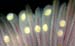 Glochidia of Lampsilis Photo